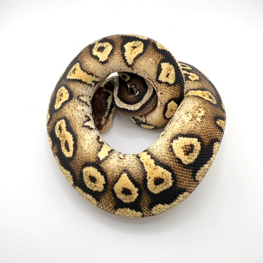 シトラスパステルマホガニーYB/グラベル