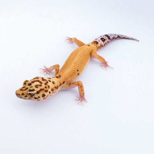 タンジェリントレンパー