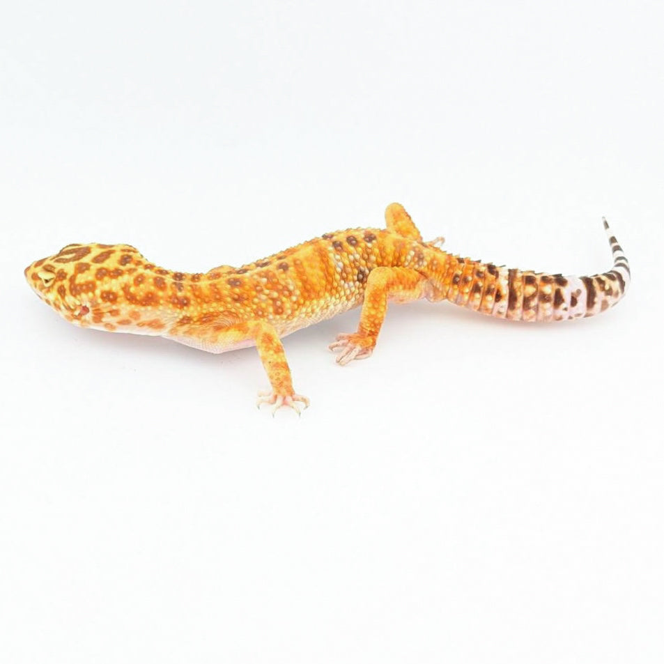 JMGストーンウォッシュ