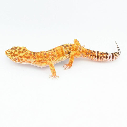 JMGストーンウォッシュ