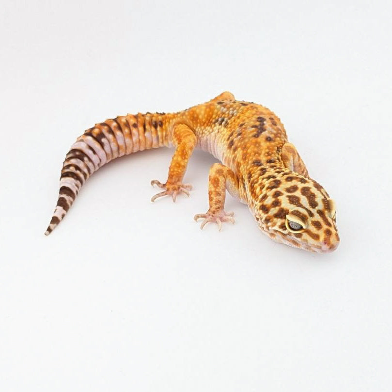 JMGストーンウォッシュ