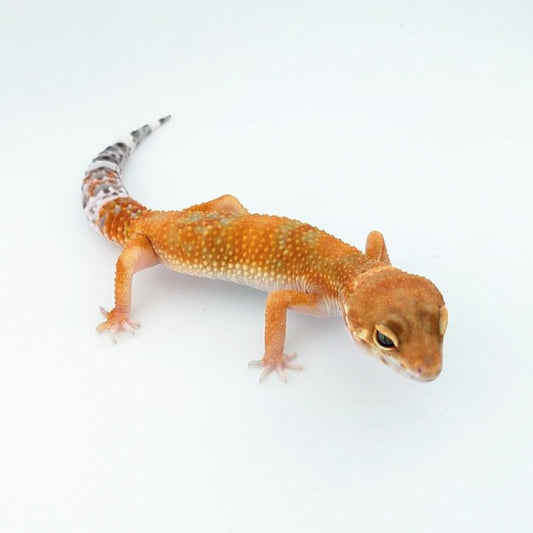 タンジェリンhetレイン