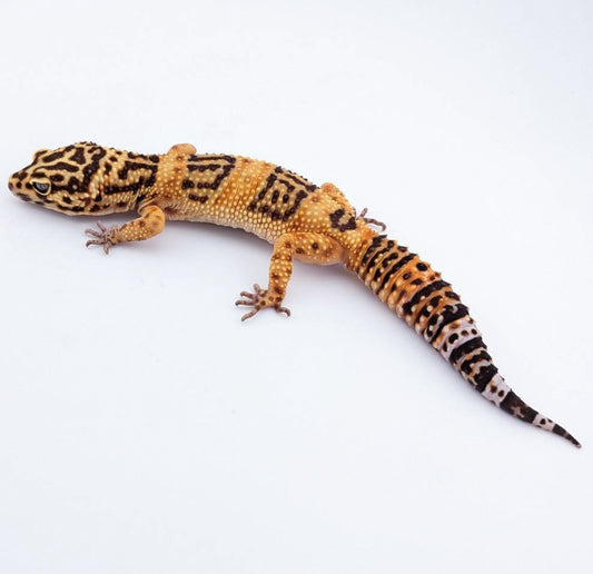 メラニスティックトレンパー