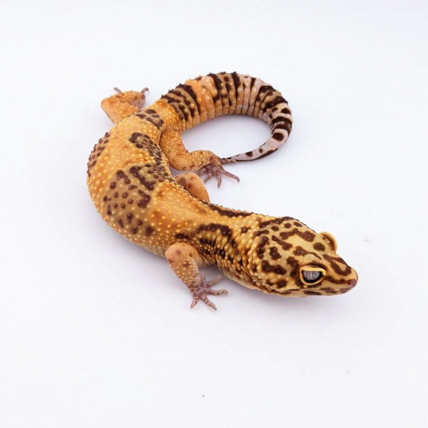 メラタントレンパー