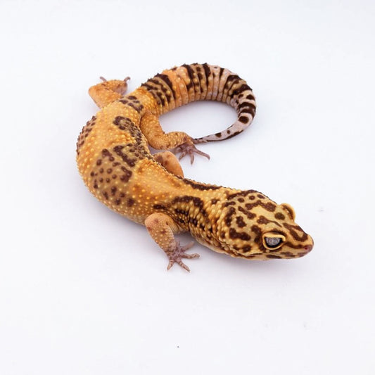 メラタントレンパー