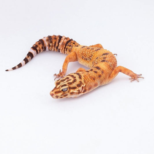 JMGストーンウォッシュ