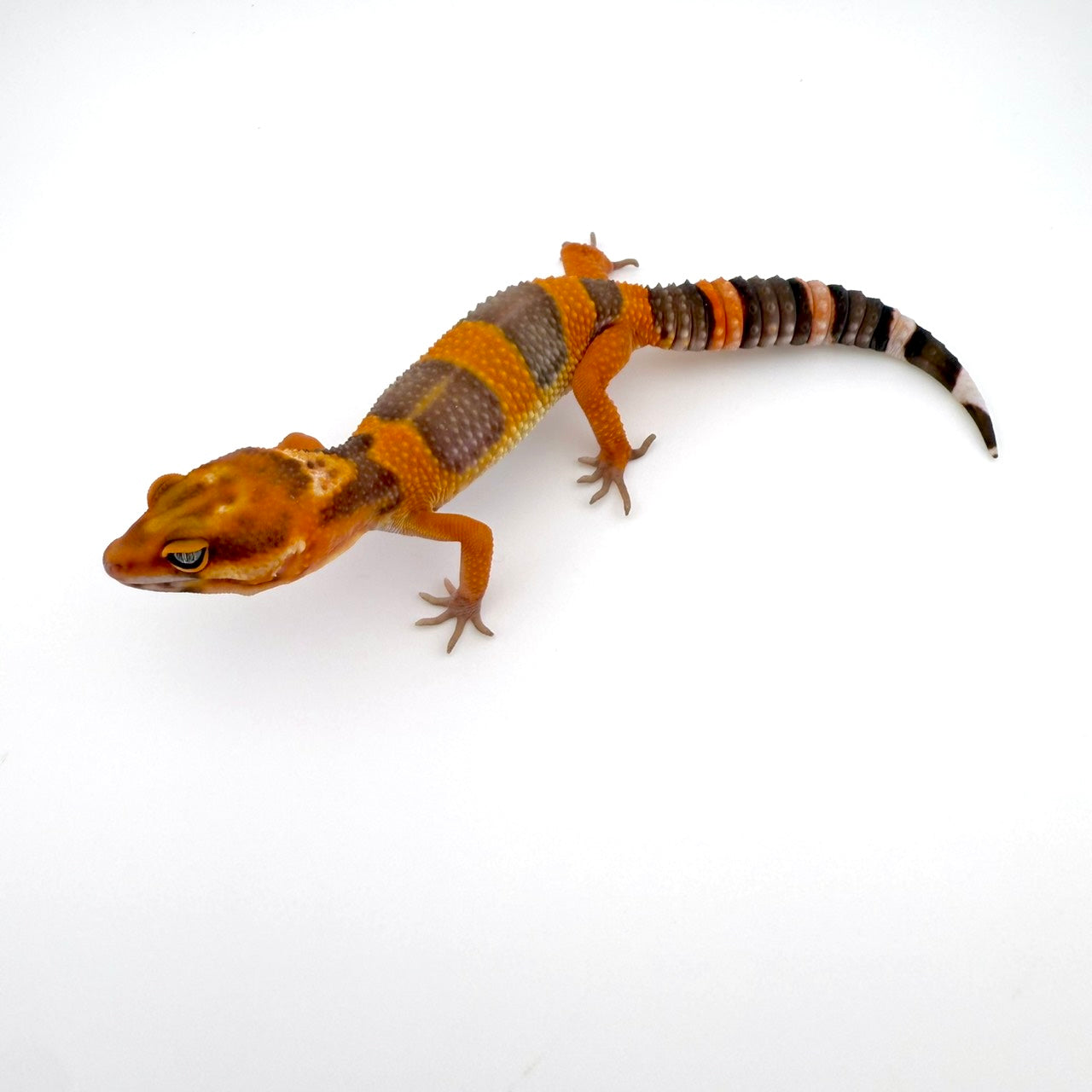 タンジェリントレンパー