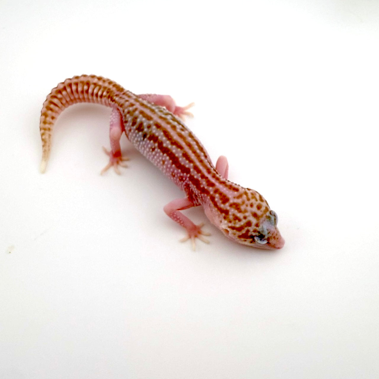 トレンパーユニバース