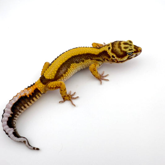 タンジェリンボールドトレンパー