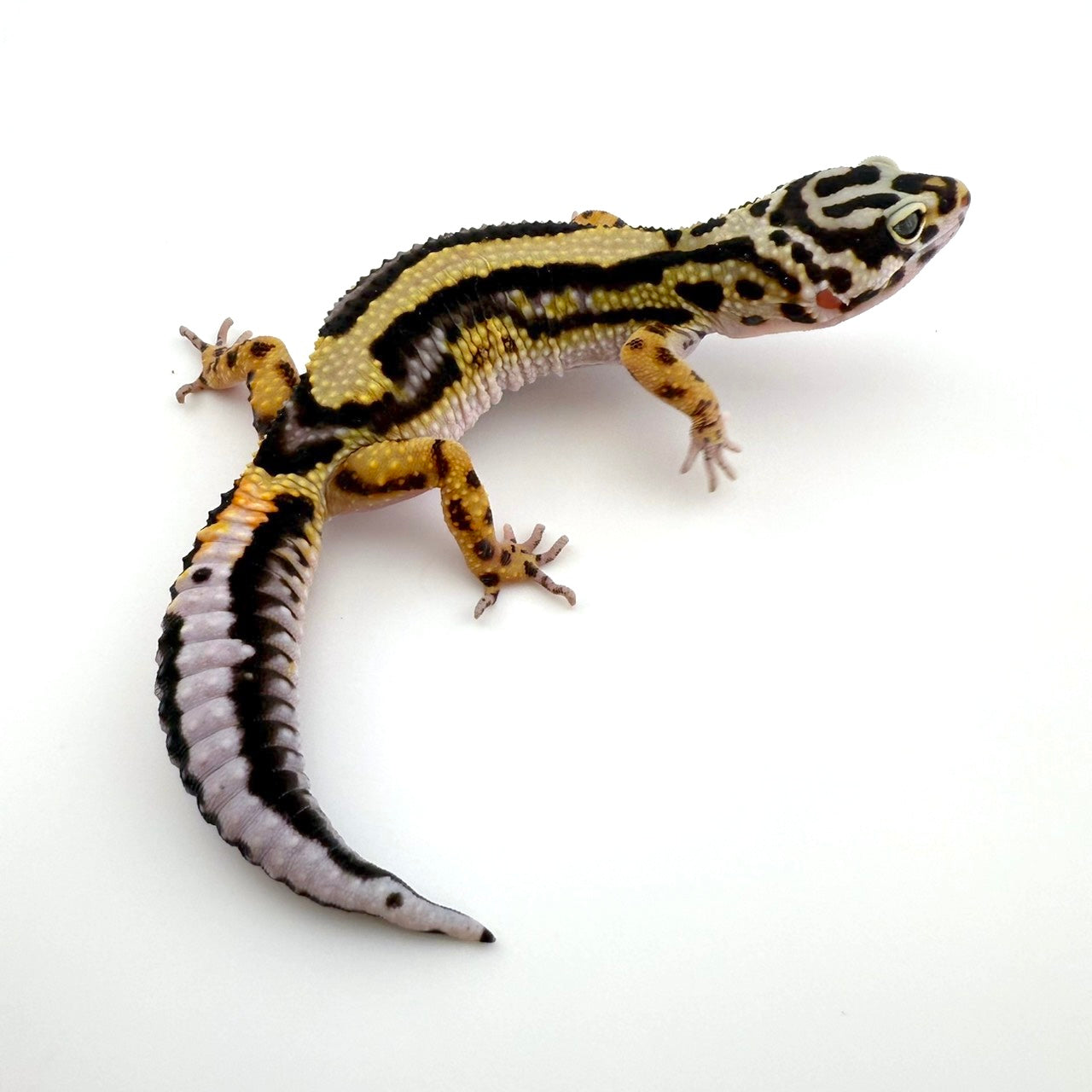 ボールドバンディット