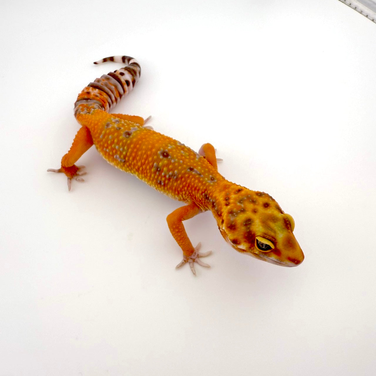 タンジェリントレンパー