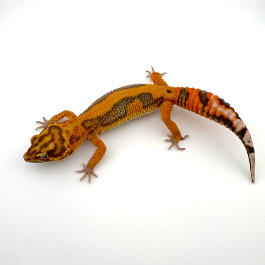 タンジェリントレンパー