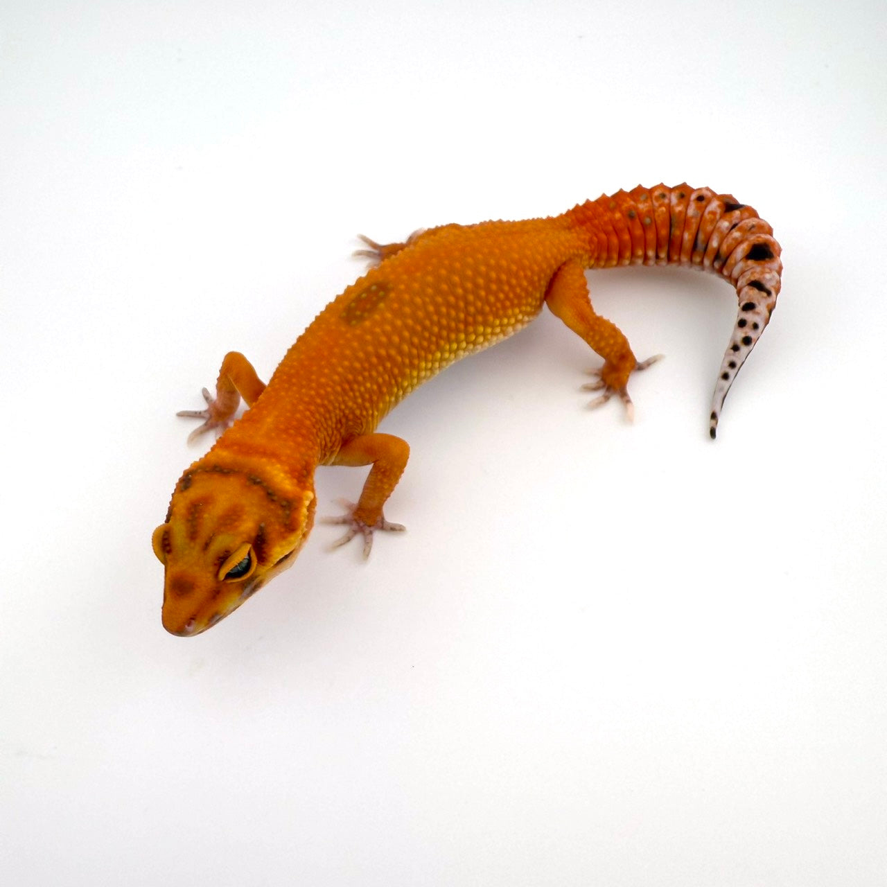 タンジェリンhetラプター