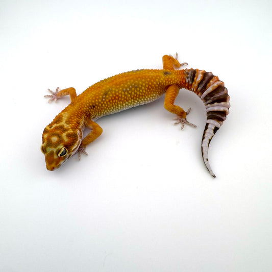 タンジェリントレンパー