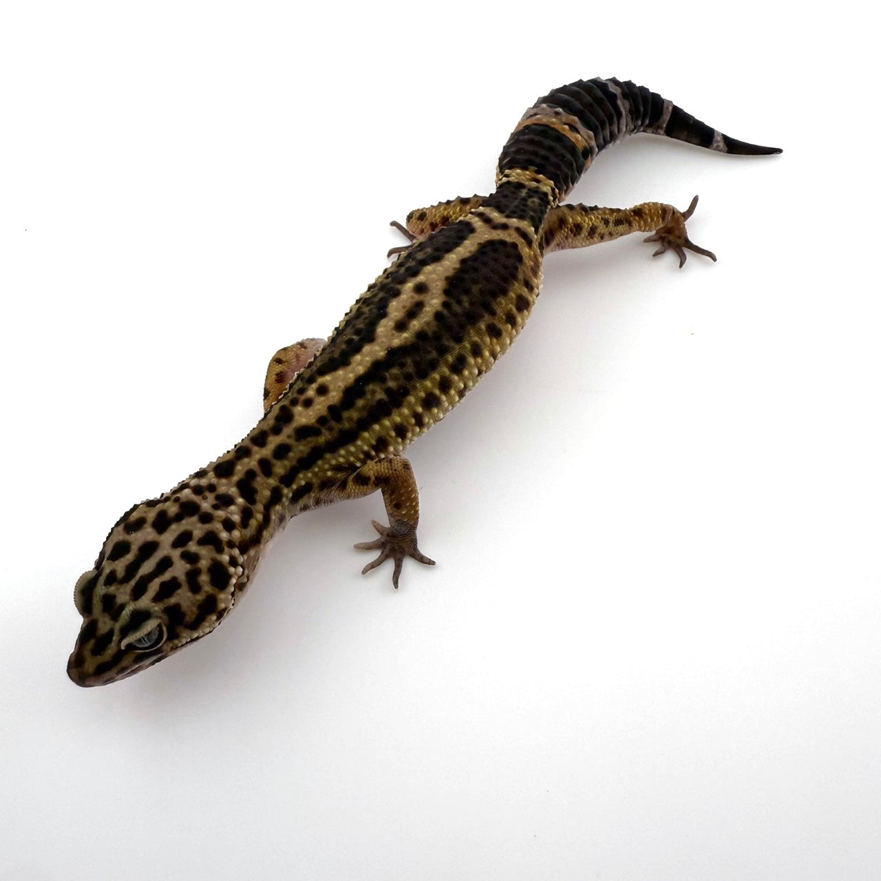 ブラックナイト