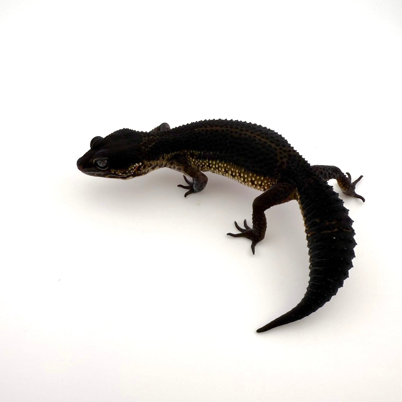 ブラックナイト