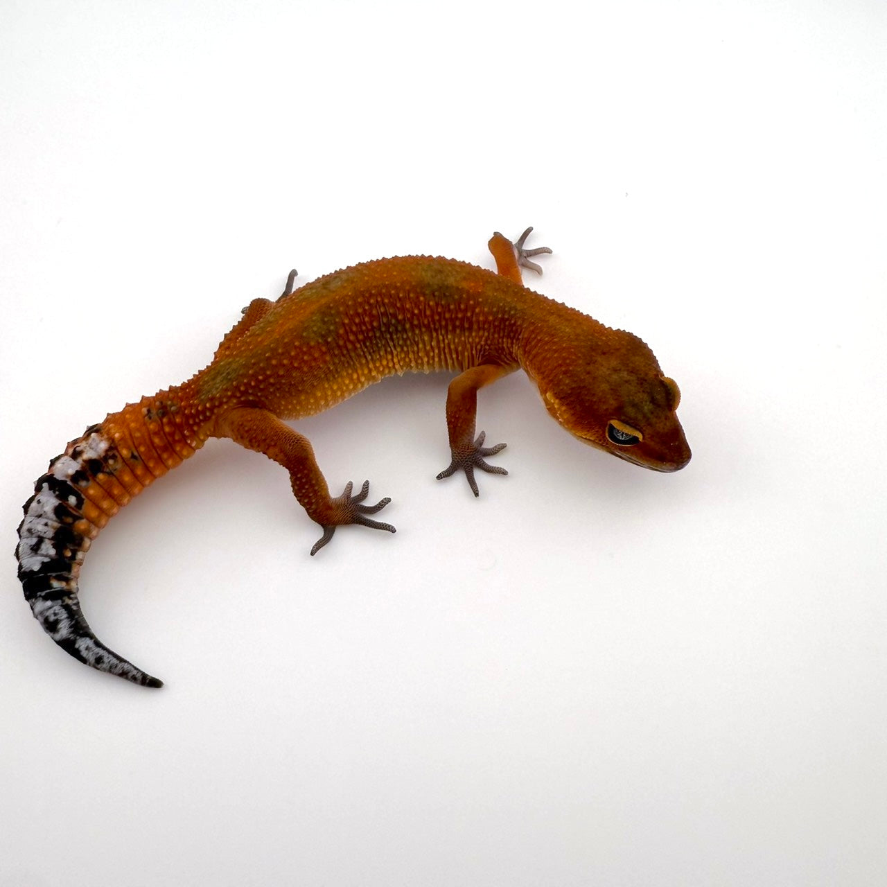 ブラックナイトマンダリンhetトレンパー