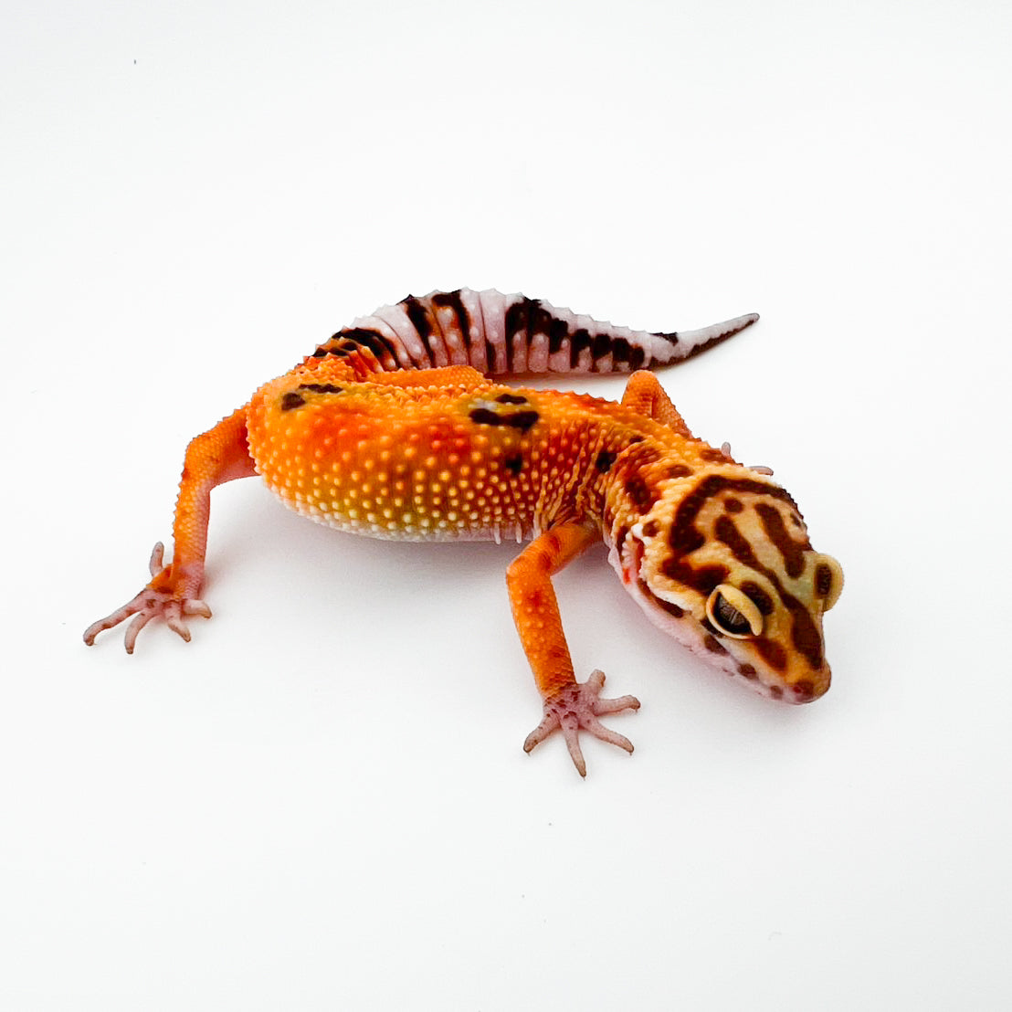 タンジェリントレンパー