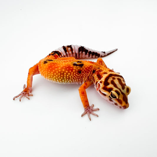 タンジェリントレンパー