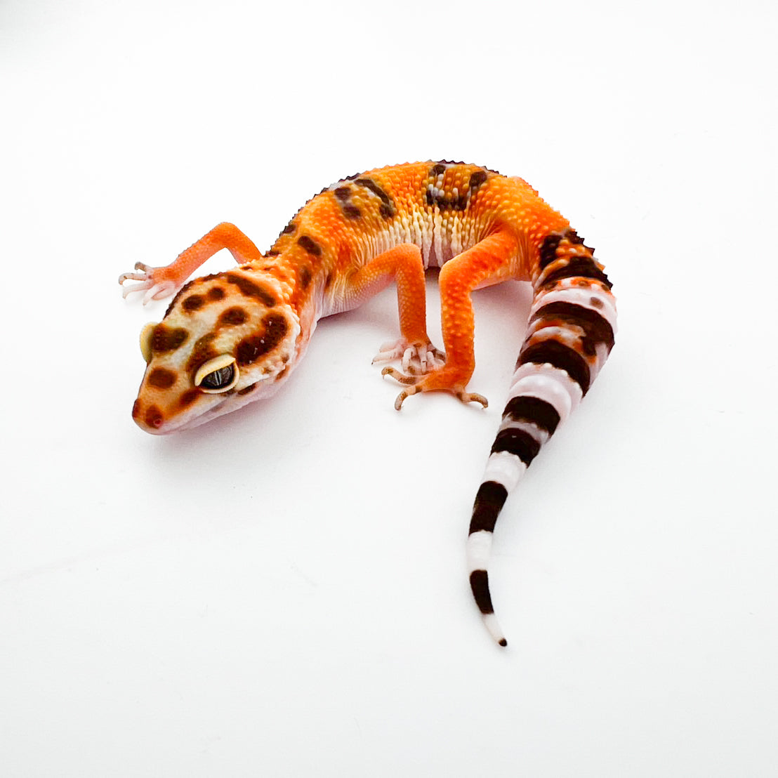 JMGストーンウォッシュ