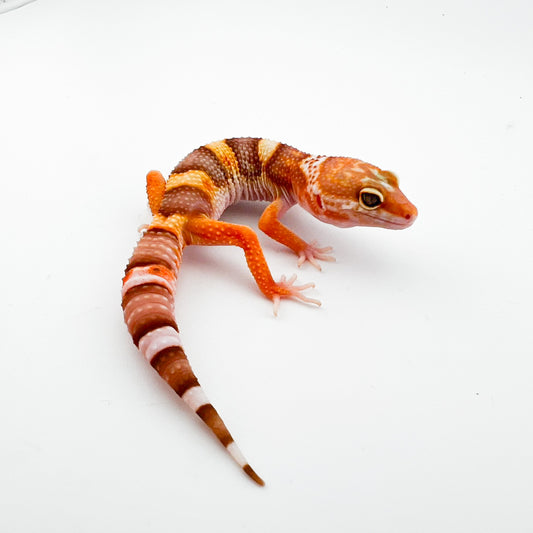 レイン hetエクリプス