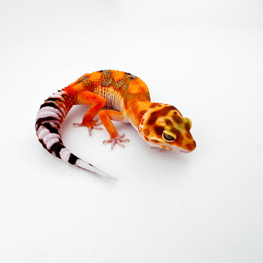 タンジェリントレンパー