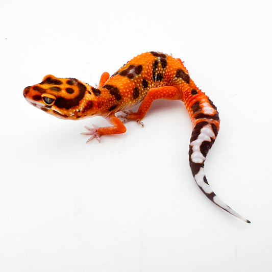 タンジェリントレンパー