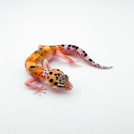 エクリプス