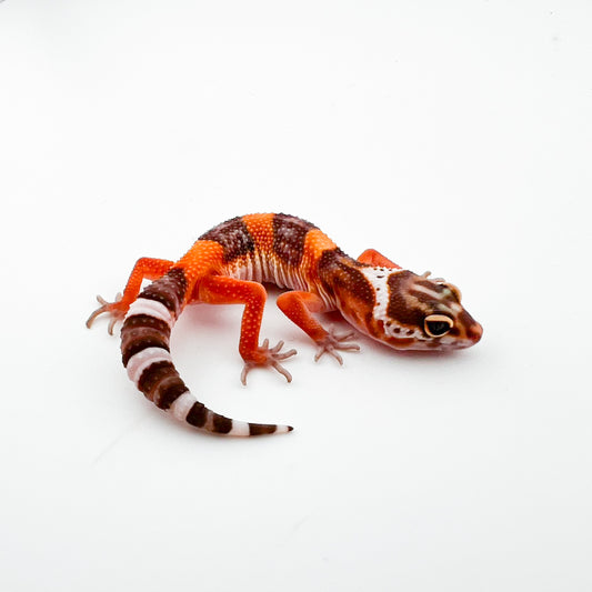 JMGストーンウォッシュ