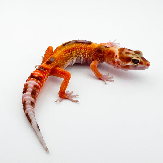 タンジェリントレンパー