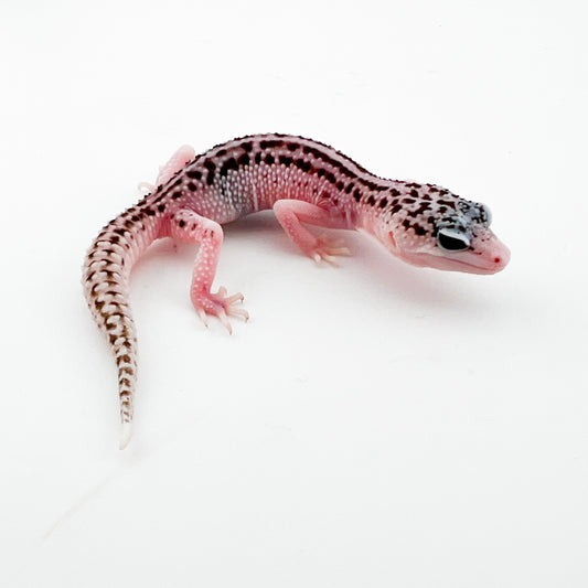 ギャラクシーhetベル