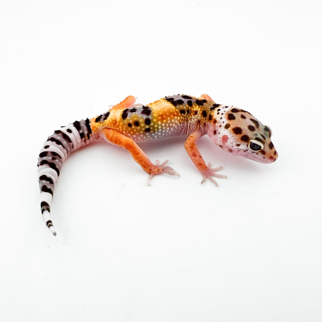 261 ヒョウモントカゲモドキ品種図鑑 = LEOPARD GECKO Morp ヒョウモントカゲモドキ品種図鑑 | 株式会社誠文堂新光社
