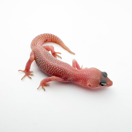 スノーブリザードエクリプス