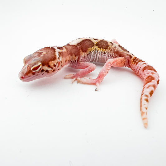 スノーレーダー