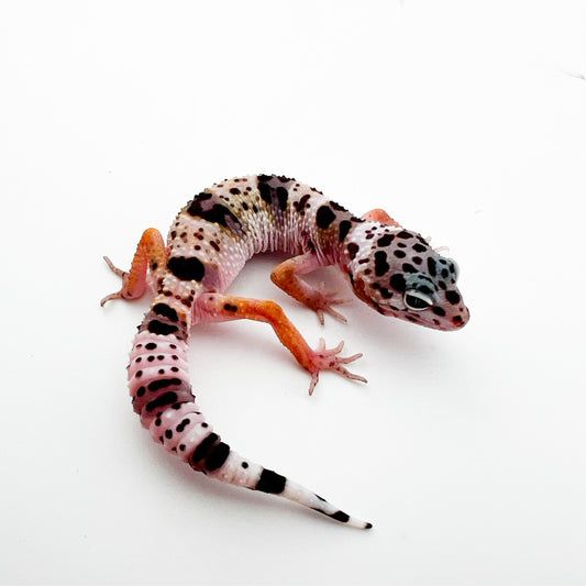 ファスキオラータス