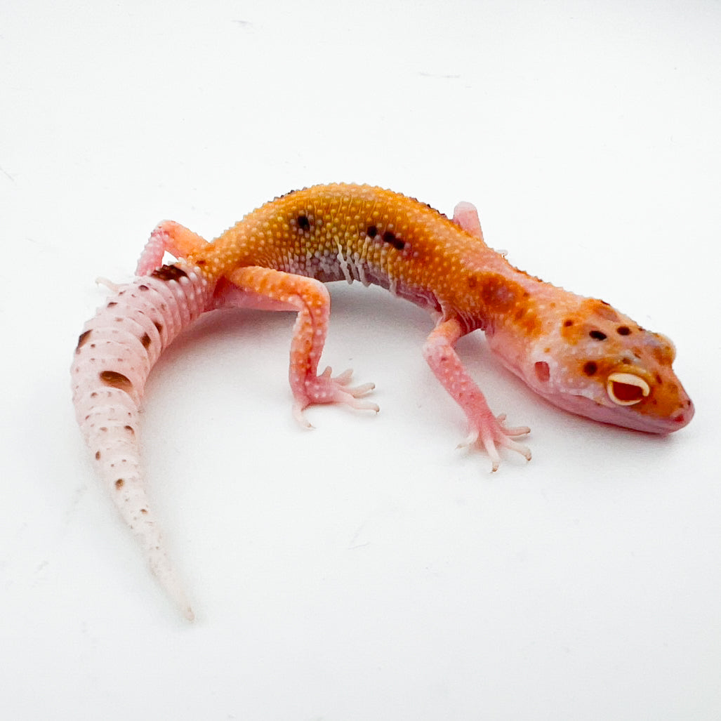 レーダーエニグマ