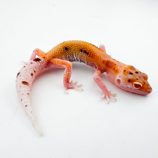 レーダーエニグマ