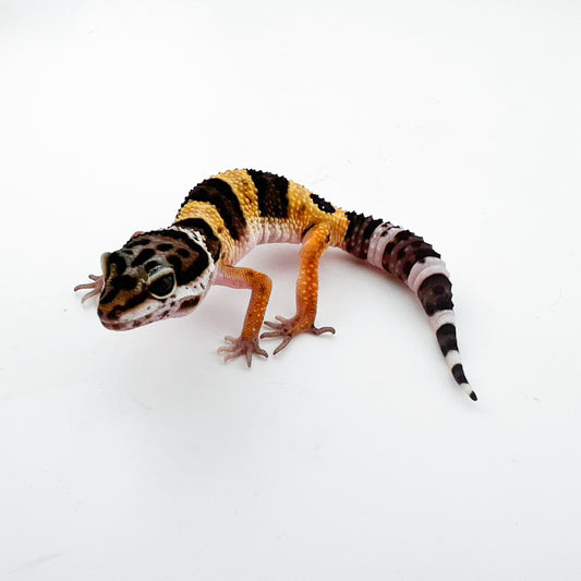 メラニスティック