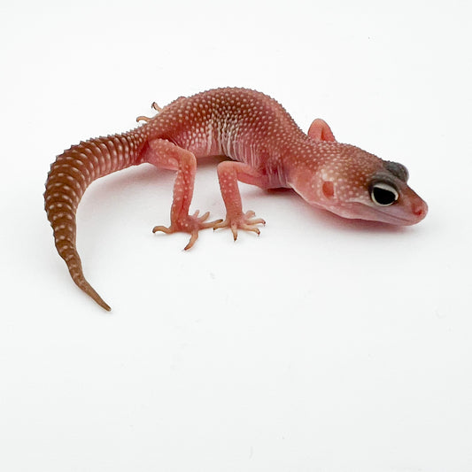 ブリザードエクリプス