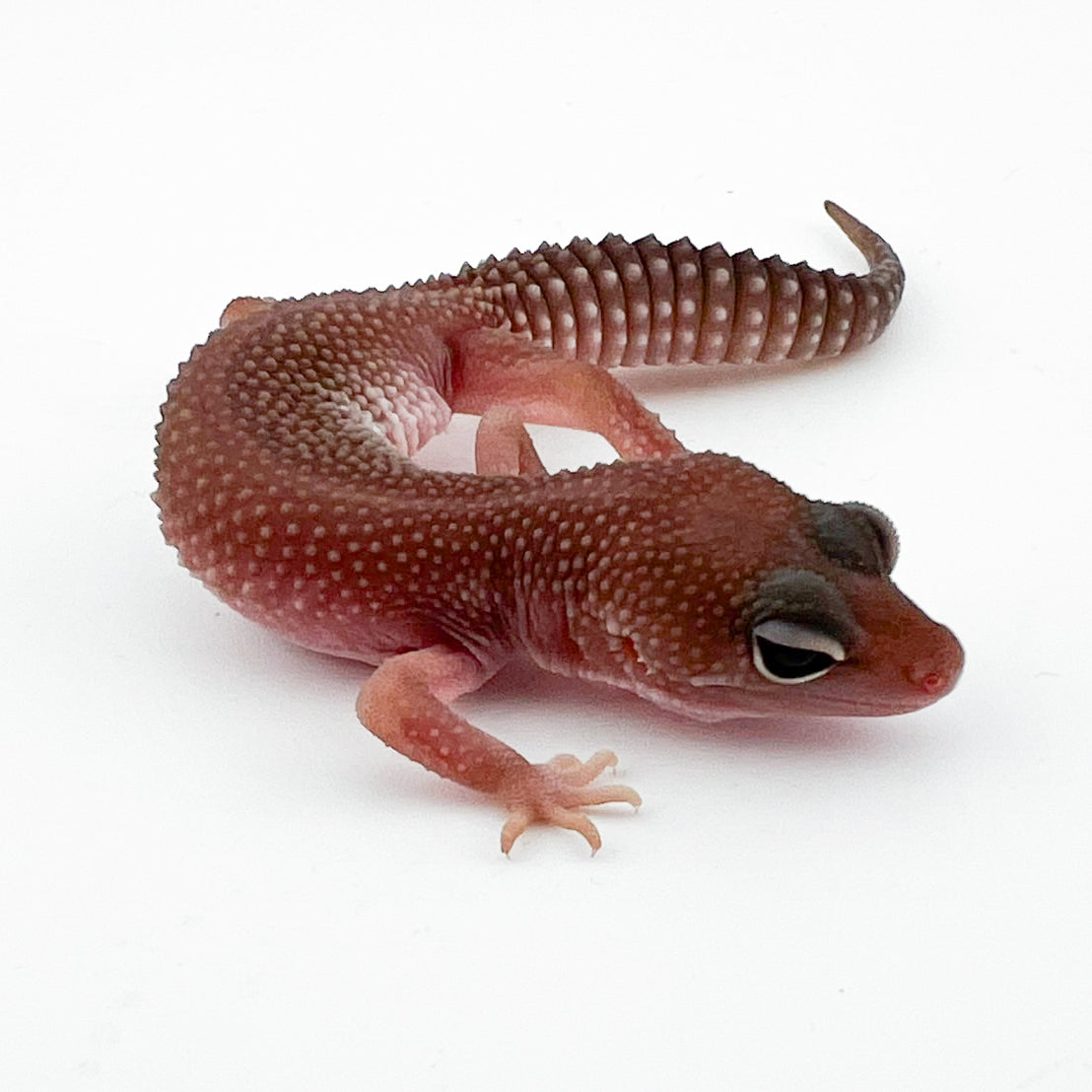 ブリザードエクリプス