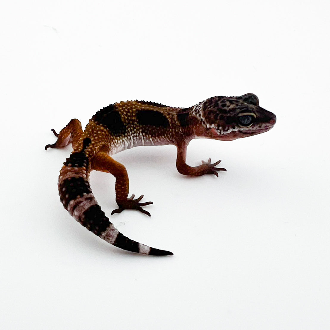 ブラックナイト