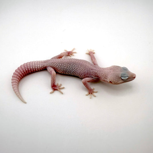 パイドユニバース