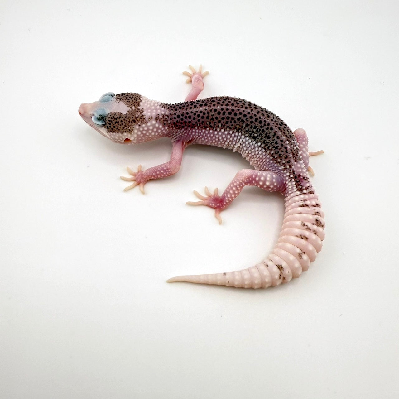 パイドユニバース