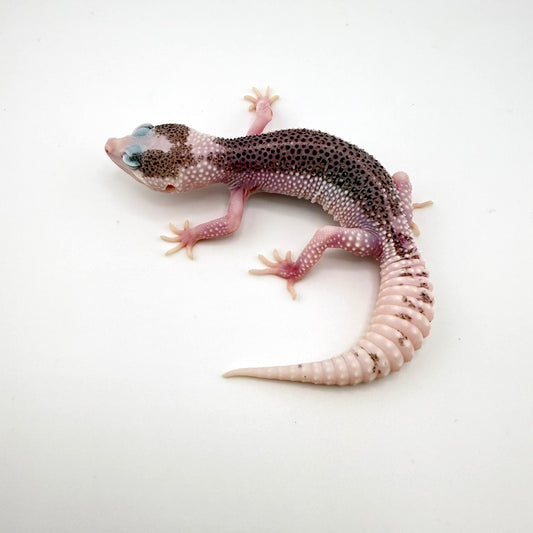 パイドユニバース