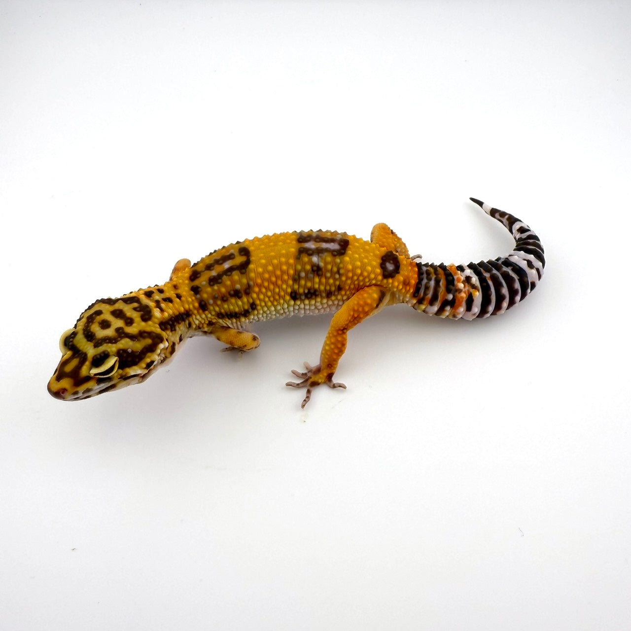 タンジェリントレンパーhetエクリプス