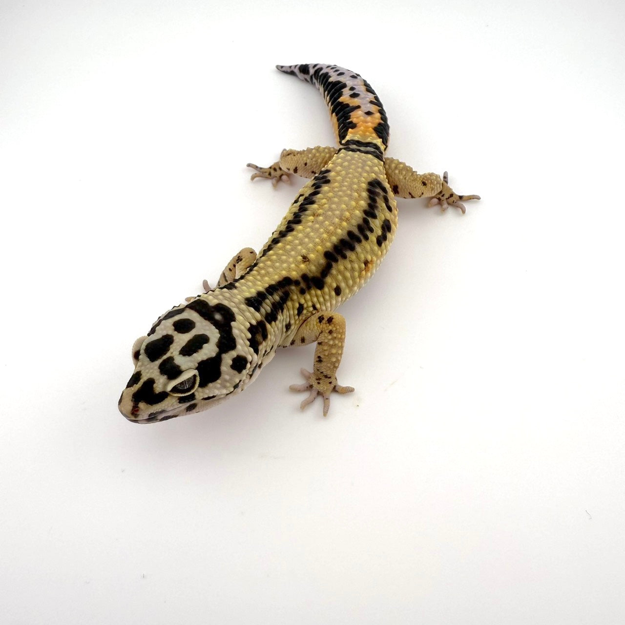 タンジェリンボールドクロス