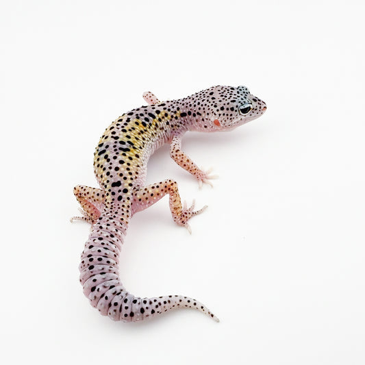 スノーエニグマ