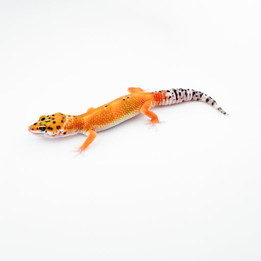 ブラッドhetトレンパー