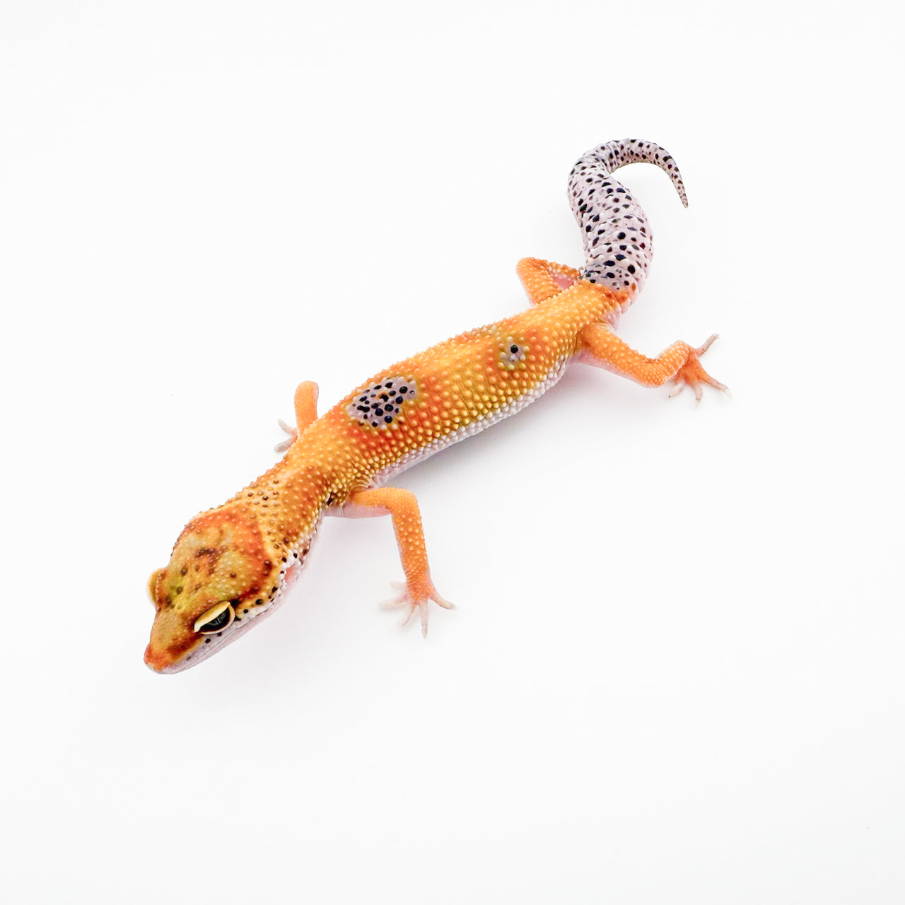 エニグマhetベル