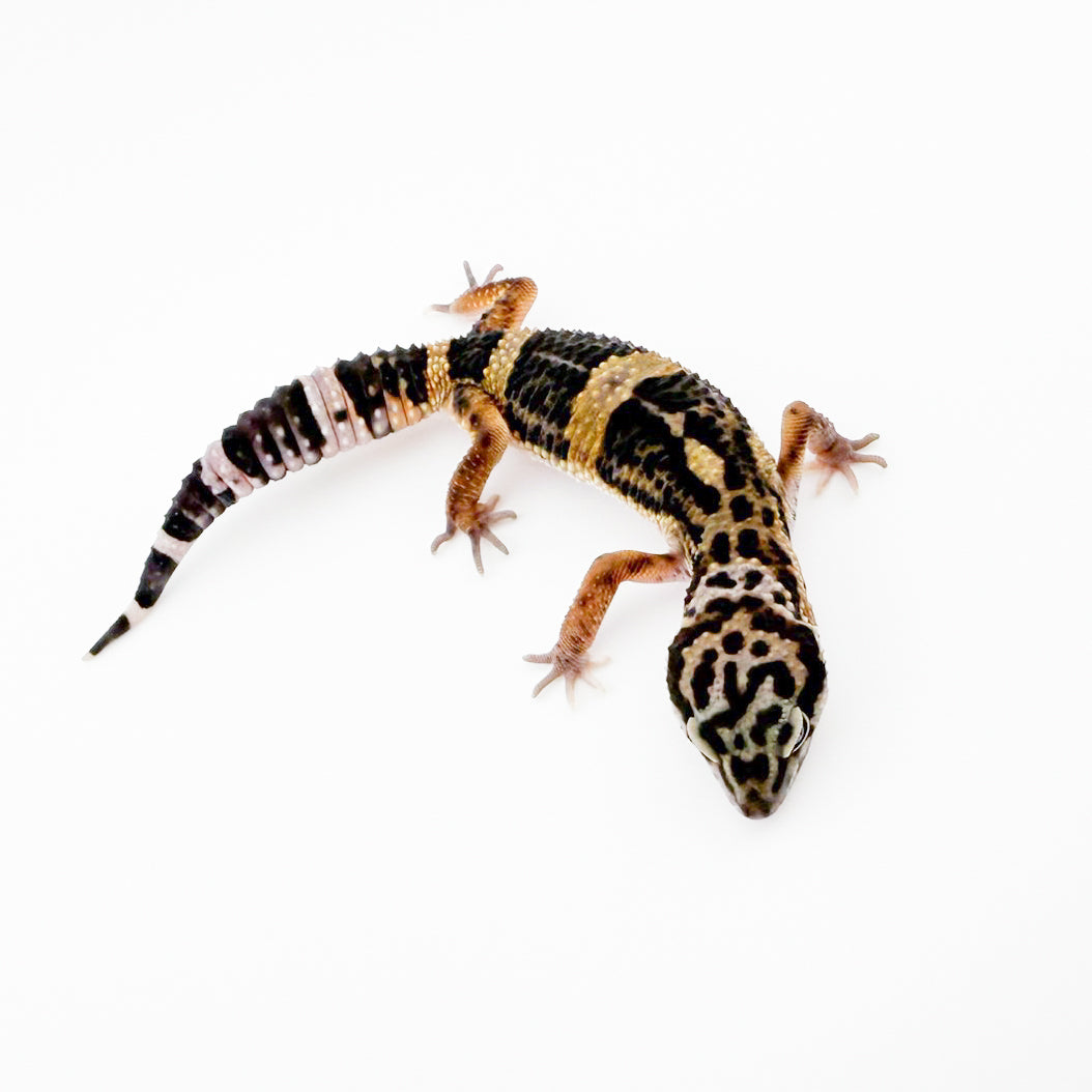 ブラックナイトHXクロスhetエクリプス